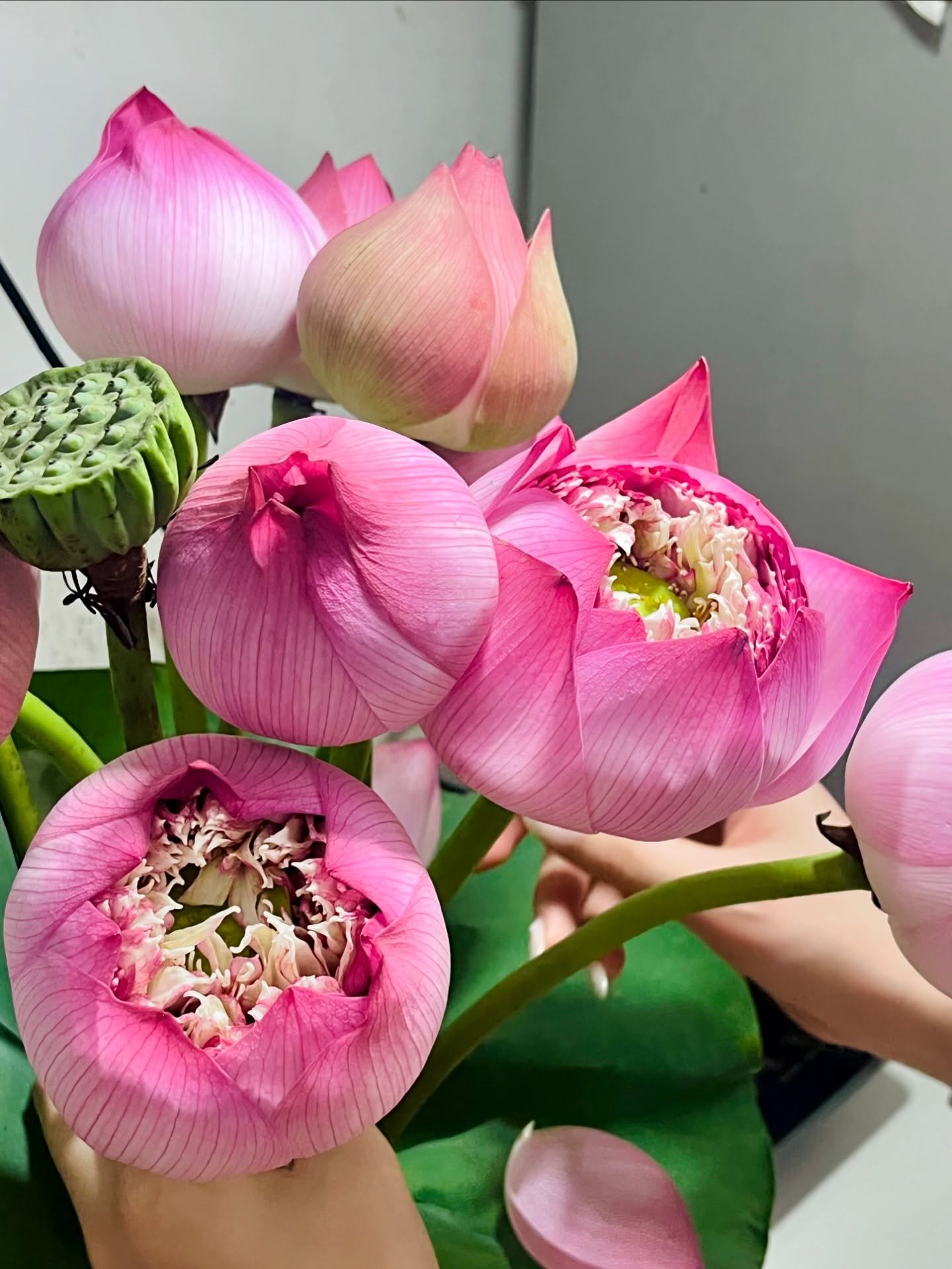 Mẫu hoa Féminité